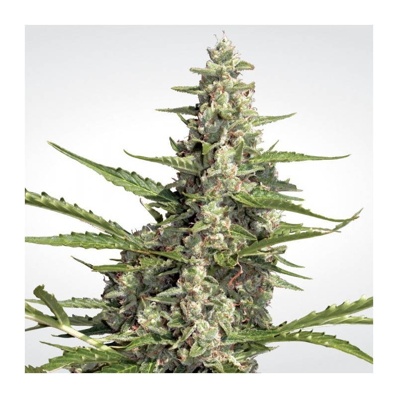 Pandora auto paradise seeds féminisée