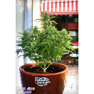 Acid auto paradise seeds féminisée