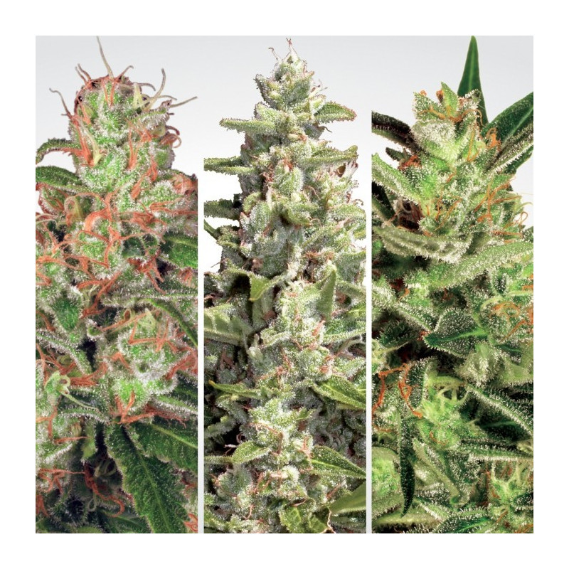 Collection Pack 2 - Auto - Paradise Seeds