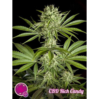 Pure cbd punch philosopher seeds