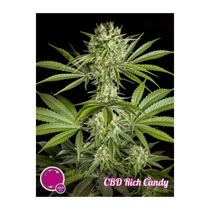 Pure cbd punch philosopher seeds