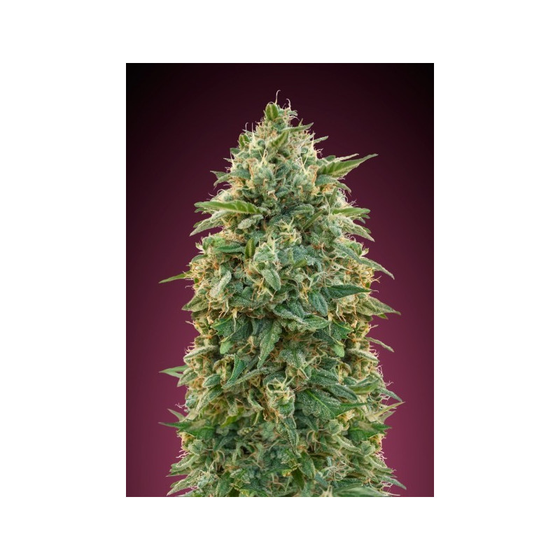 Amnesia advanced seeds féminisées