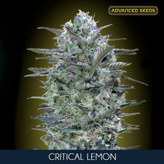 Critical lemon féminisée advanced seeds