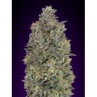 Critical purple kush féminisées advanced seeds Graines de Collection