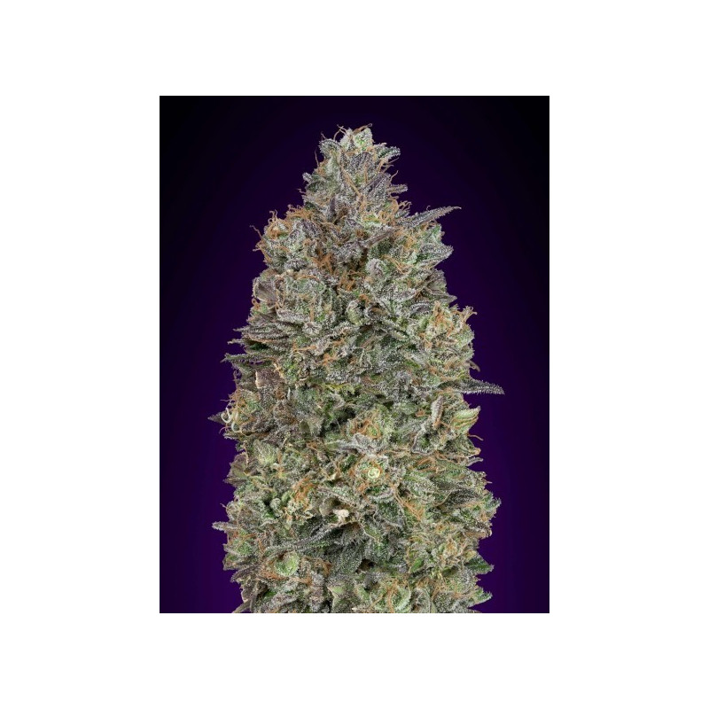 Critical purple kush féminisées advanced seeds