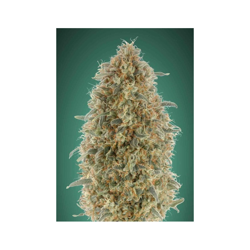 Gorilla blue féminisée advanced seeds