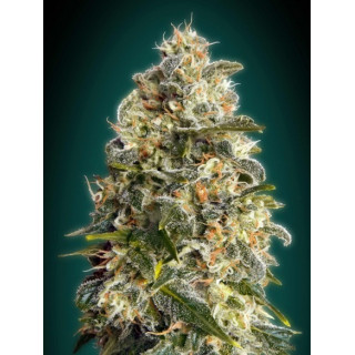 Heavy bud advanced seeds féminisées Graines de Collection