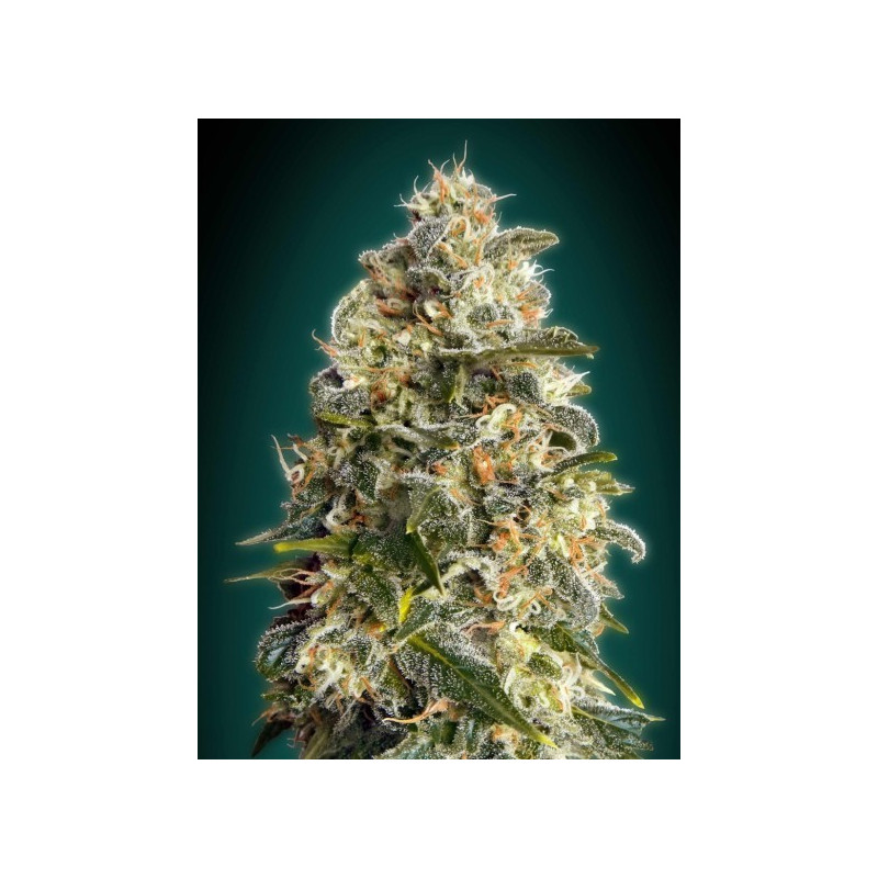 Heavy bud advanced seeds féminisées