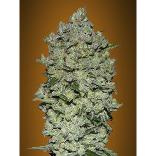 Auto biodiesel mass advanced seeds