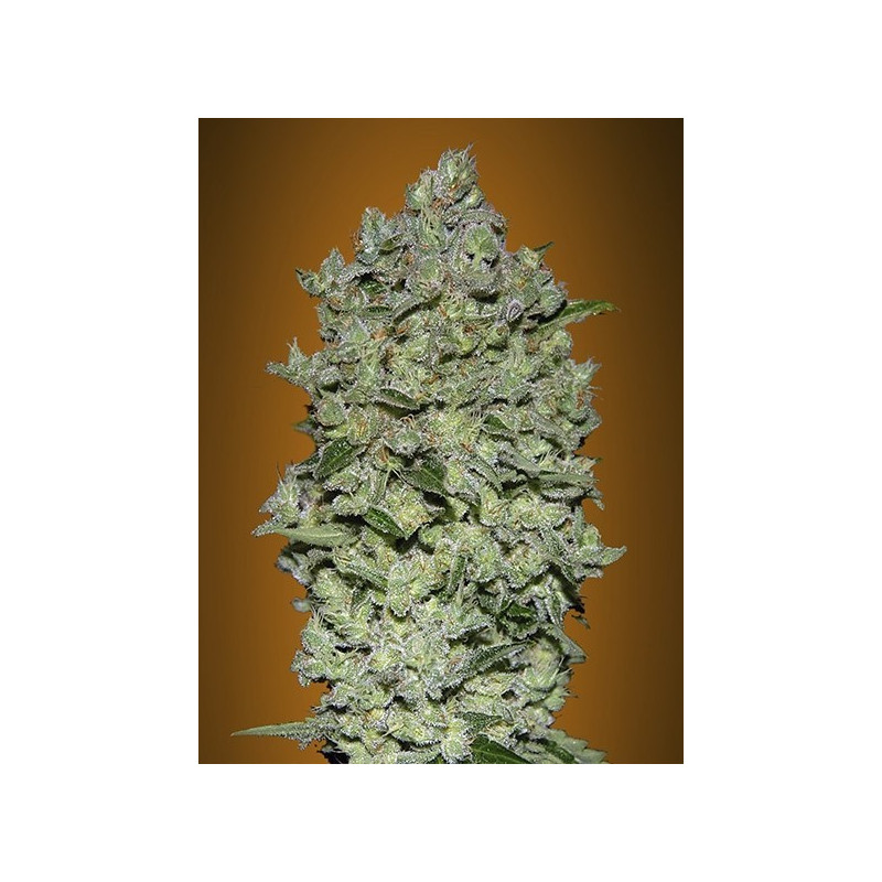 Auto biodiesel mass advanced seeds