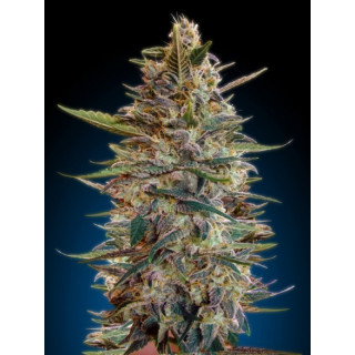 Auto blue diesel advanced seeds