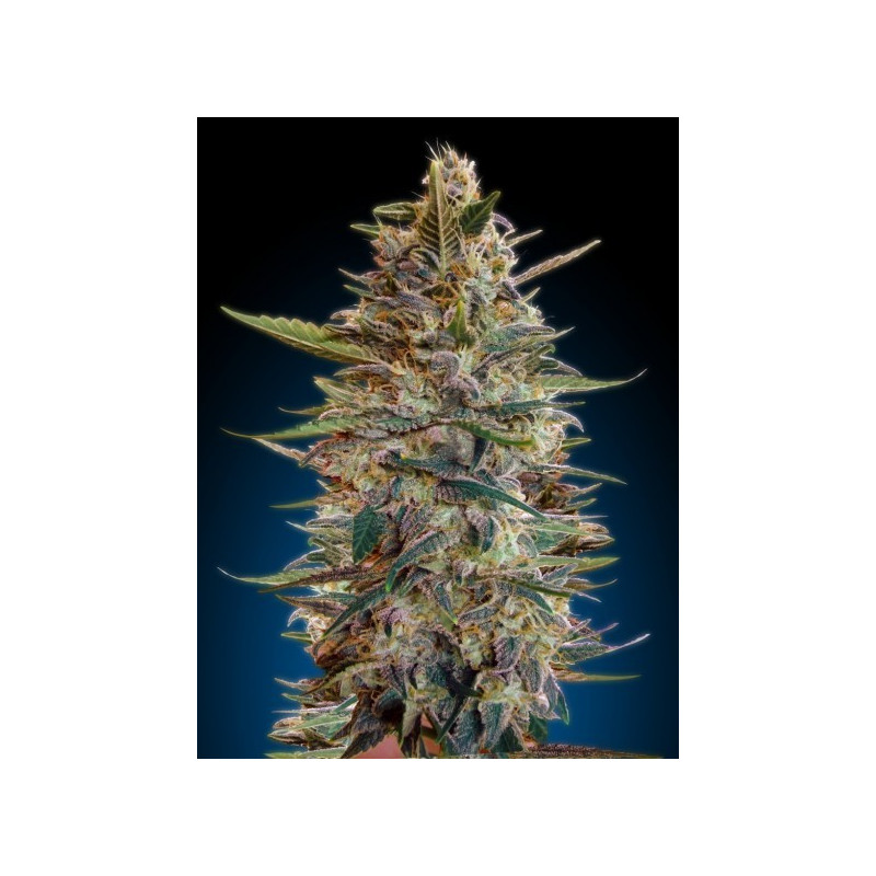 Auto blue diesel advanced seeds