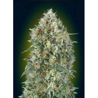 Auto gelato 33 advanced seeds