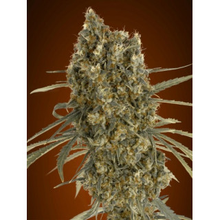 Auto jack herer advanced seeds