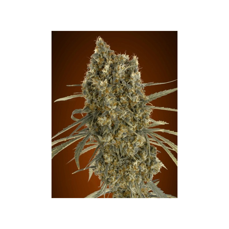 Auto jack herer advanced seeds