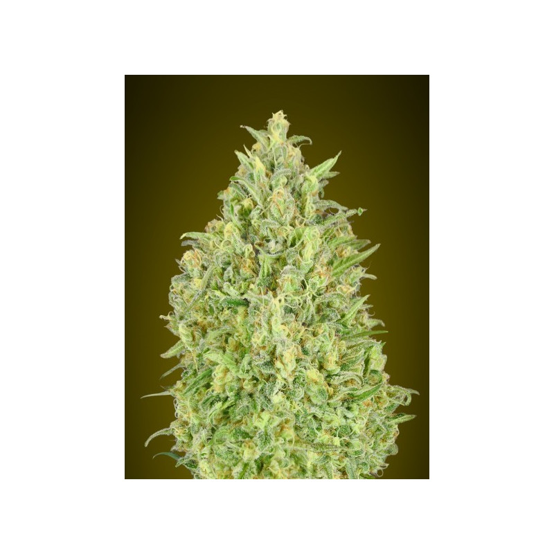 Auto pineapple glue advanced seeds