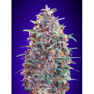 Auto purple diesel advanced seeds