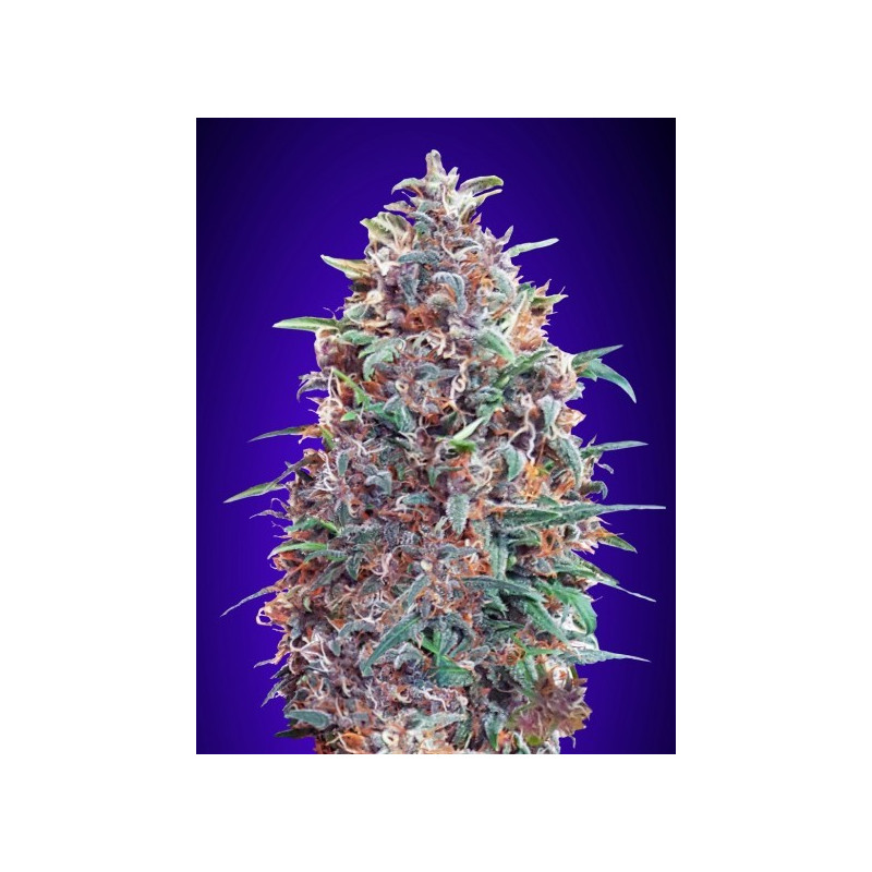 Auto purple diesel advanced seeds