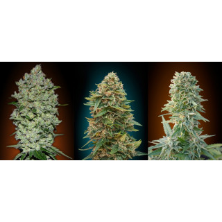 Automatik collection 1 advanced seeds Automatik collection 1 advanced seeds