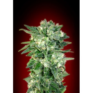 Collection 2 - Autofloraison - Advanced seeds