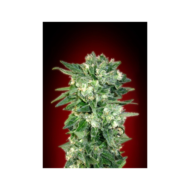 Collection 2 - Autofloraison - Advanced seeds Collection 2 - Autofloraison - Advanced seeds