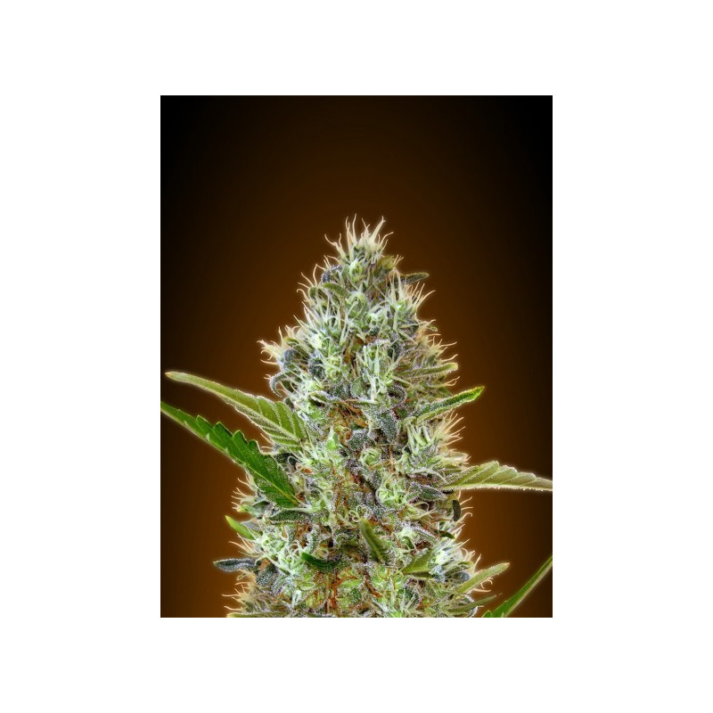 Collection 2 - Autofloraison - Advanced seeds Collection 2 - Autofloraison - Advanced seeds