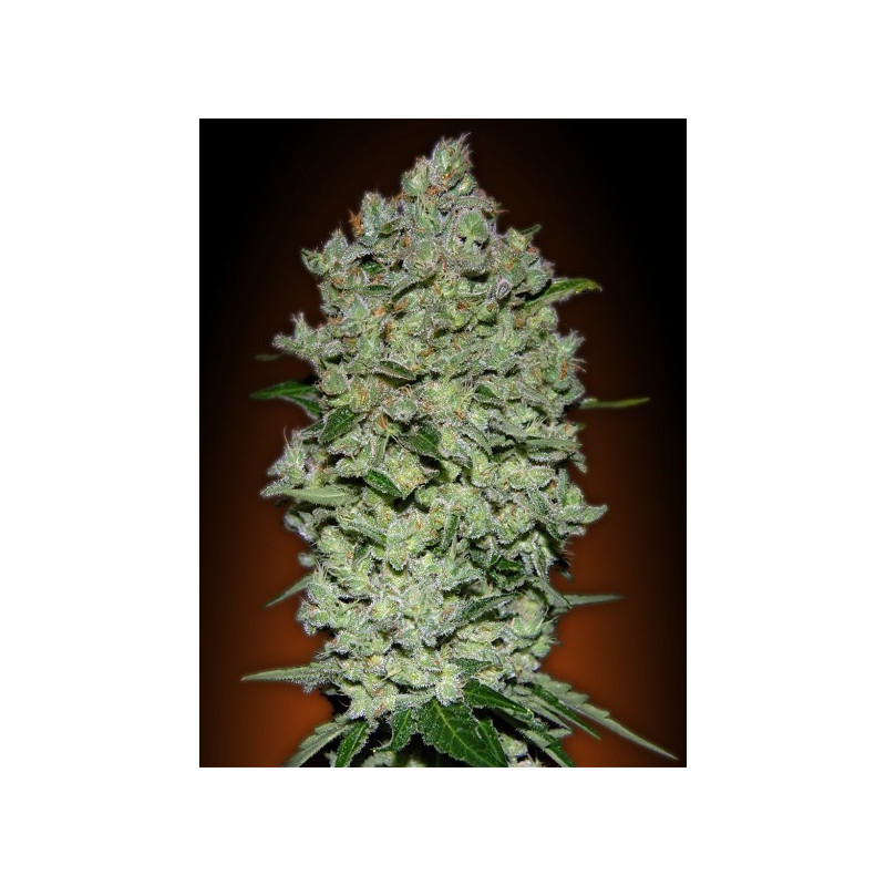 Automatik collection 1 advanced seeds Automatik collection 1 advanced seeds