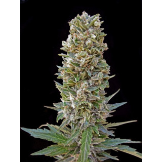 Automatik mix advanced seeds