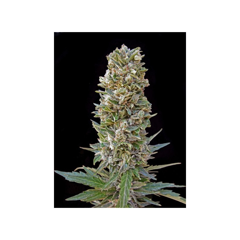 Automatik mix advanced seeds