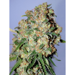 Feminized collection 2 advanced seeds