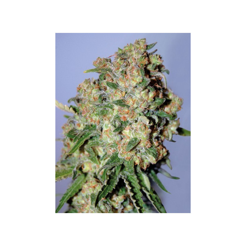 Feminized collection 2 advanced seeds