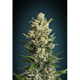 Feminized collection 2 advanced seeds