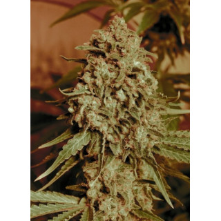 Feminized collection 2 advanced seeds