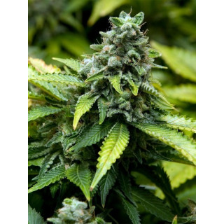 Feminized collection 3 advanced seeds