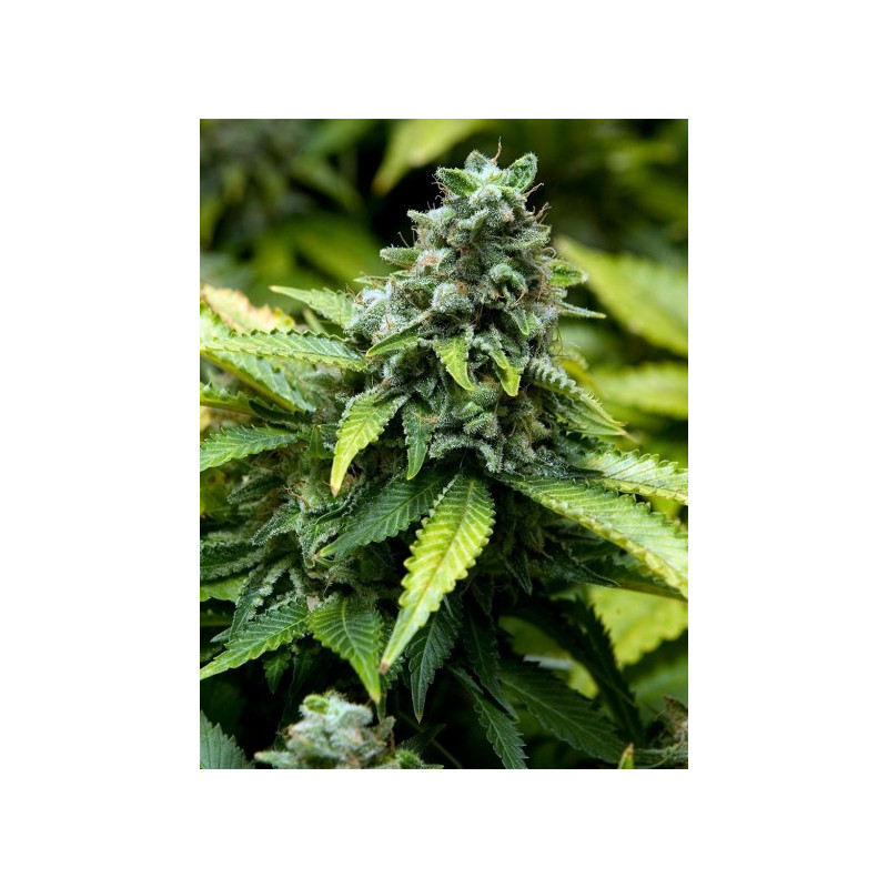 Feminized collection 3 advanced seeds