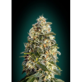 Feminized collection 3 advanced seeds