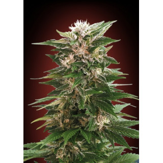 Feminized collection 3 advanced seeds