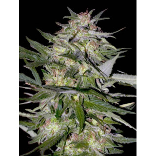 Feminized collection 4 advanced seeds