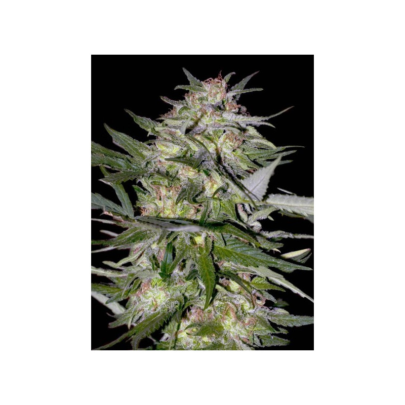 Feminized collection 4 advanced seeds