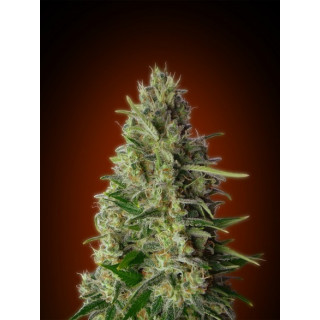 Feminized collection 4 advanced seeds