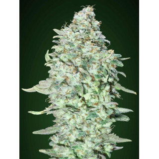 Feminized collection 4 advanced seeds