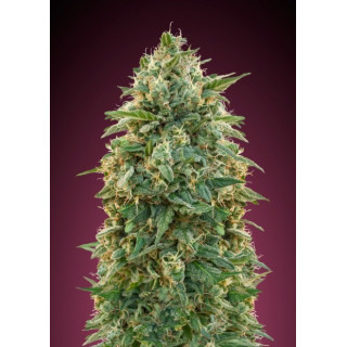Collection 5 - Feminized - Advanced seeds
