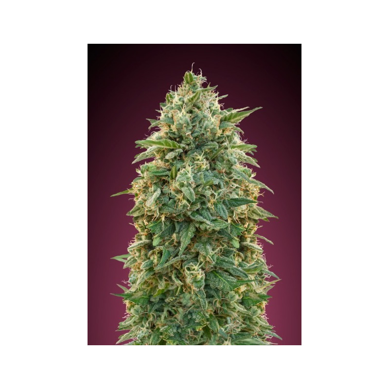 Collection 5 - Feminized - Advanced seeds