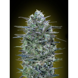 Collection 5 - Feminized - Advanced seeds