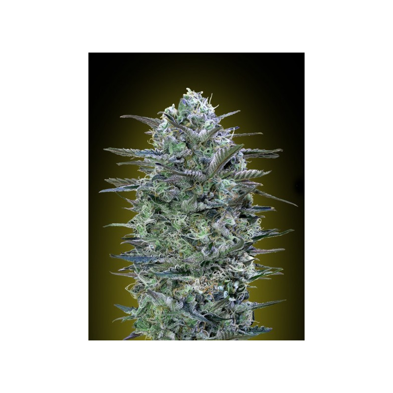 Feminized collection 5 advanced seeds Feminized collection 5 advanced seeds