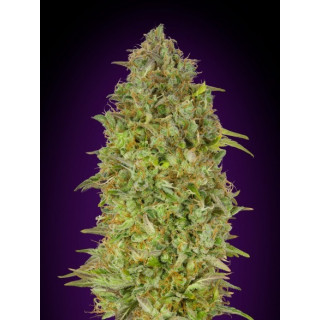 Collection 5 - Feminized - Advanced seeds