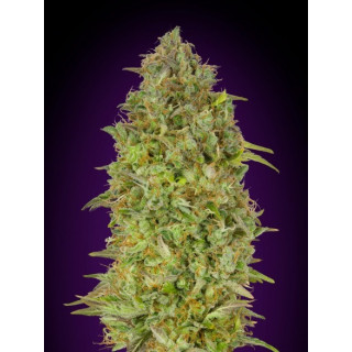 Feminized collection 5 advanced seeds