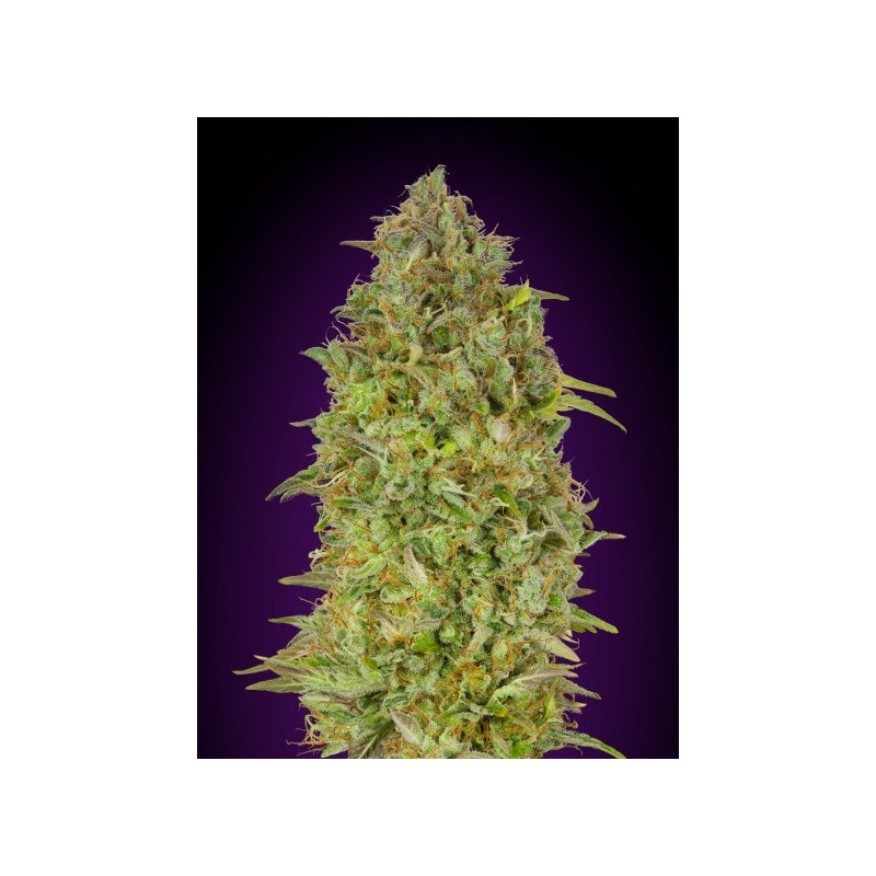 Feminized collection 5 advanced seeds Feminized collection 5 advanced seeds