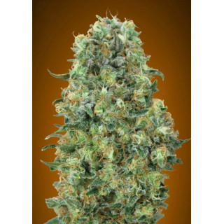 Feminized collection 6 advanced seeds