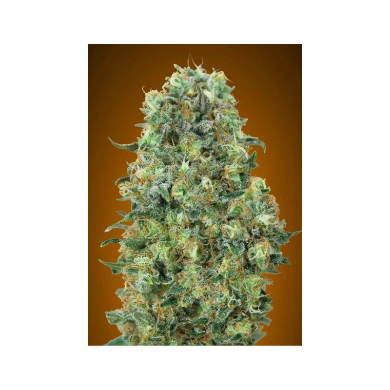 Feminized collection 6 advanced seeds